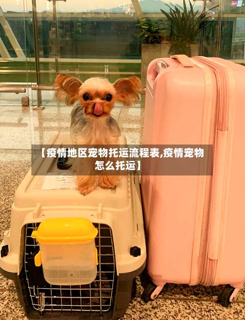 【疫情地区宠物托运流程表,疫情宠物怎么托运】-第1张图片